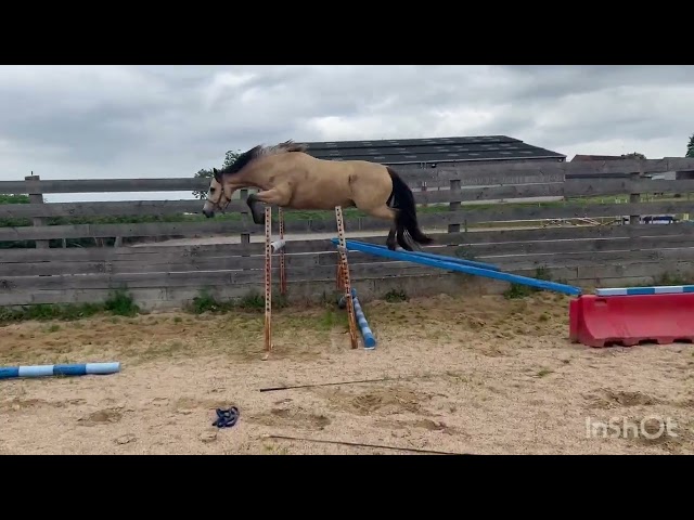 Welsh part bred