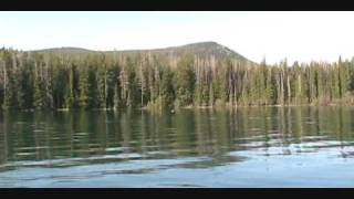 preview picture of video 'Odell Lake Bald Eagle Feeding by Kokanee King'
