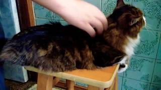 У кошки Алисы личный массажист