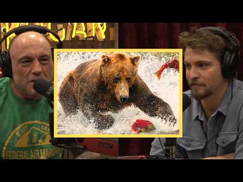 Joe Rogan: The Truth About Bears Is Darker Than You Think 🐻😱