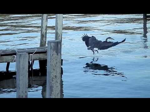 Blue Heron dives into Lake George