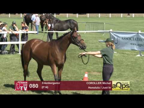 Show AQPS Le Lion 2016 : Lot 80 - Edenkergador