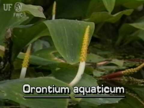 , title : 'golden club (Orontium aquaticum)'