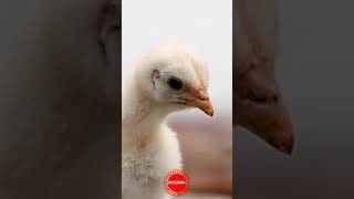 Download lagu PIKAT GARANGAN AMPUH #anakayam #pikat #garangan mp3