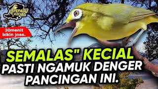 Download lagu Ciak Ciak Kecial Kuning Ngeriwik Joss Ampuh Bikin Kecial Malas Bunyi Jadi NGAMUK‼️| PEPADU KECIAL mp3