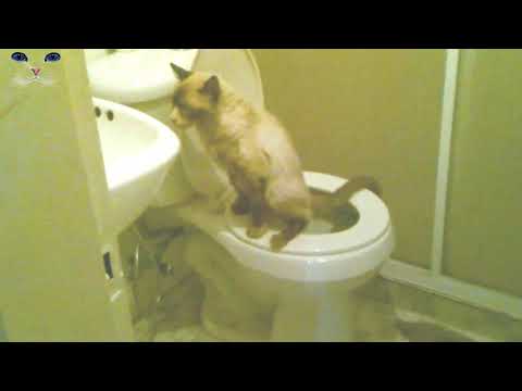 cat using the bathroom pooping he was very sick with squamous cell carcinoma we miss him.