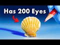Everything You Didn T Know About Ocean Animals
