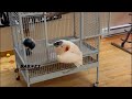 Barney Loves His Furby Toys So Cute