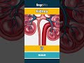 kidney - 肾 video thumbnail