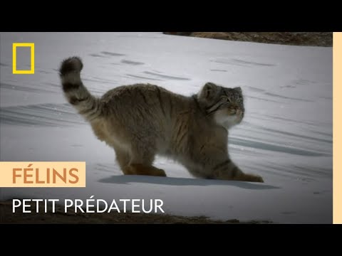 Ne vous fiez pas à ses airs de chat de canapé, le manul est un redoutable chasseur !