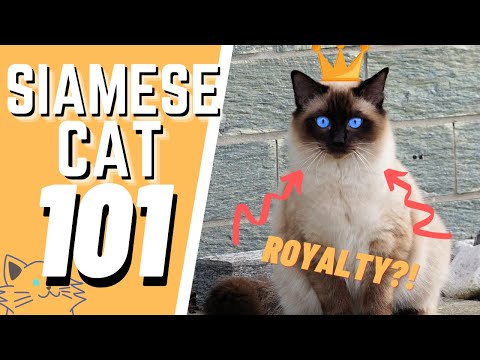 The Siamese Cat 101 : Breed & Personality