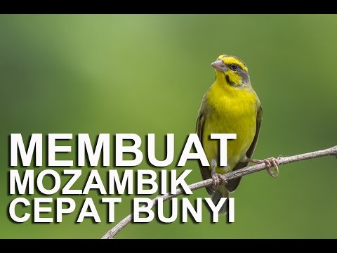 download lagu mp3 mp4 Suara Mozambik Betina, download lagu Suara Mozambik Betina gratis, unduh video klip Suara Mozambik Betina