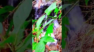 Download lagu suara kodok di sungai #shorts #REFTIL mp3