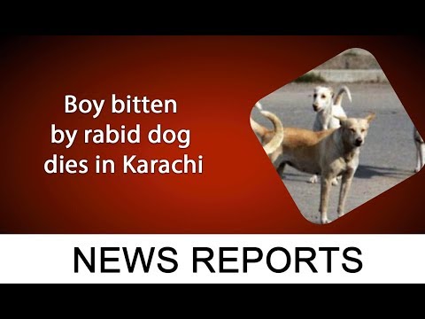 Boy bitten by rabid dog dies in Karachi | 10 November 2019 | 92NewsHDUK