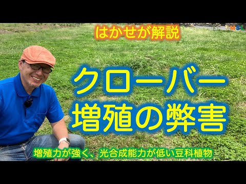 シロツメクサ 植物