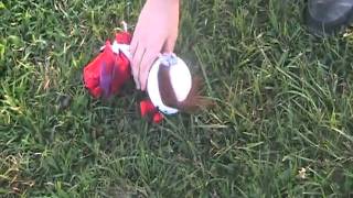 Dustin's headless Mr. Pringles launch