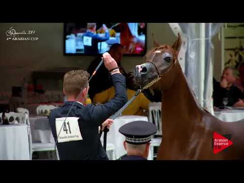 N.41 BADI'AH DE CARTHEREY - Deauville 2017 - Mares 4-6 years old (Class 4)