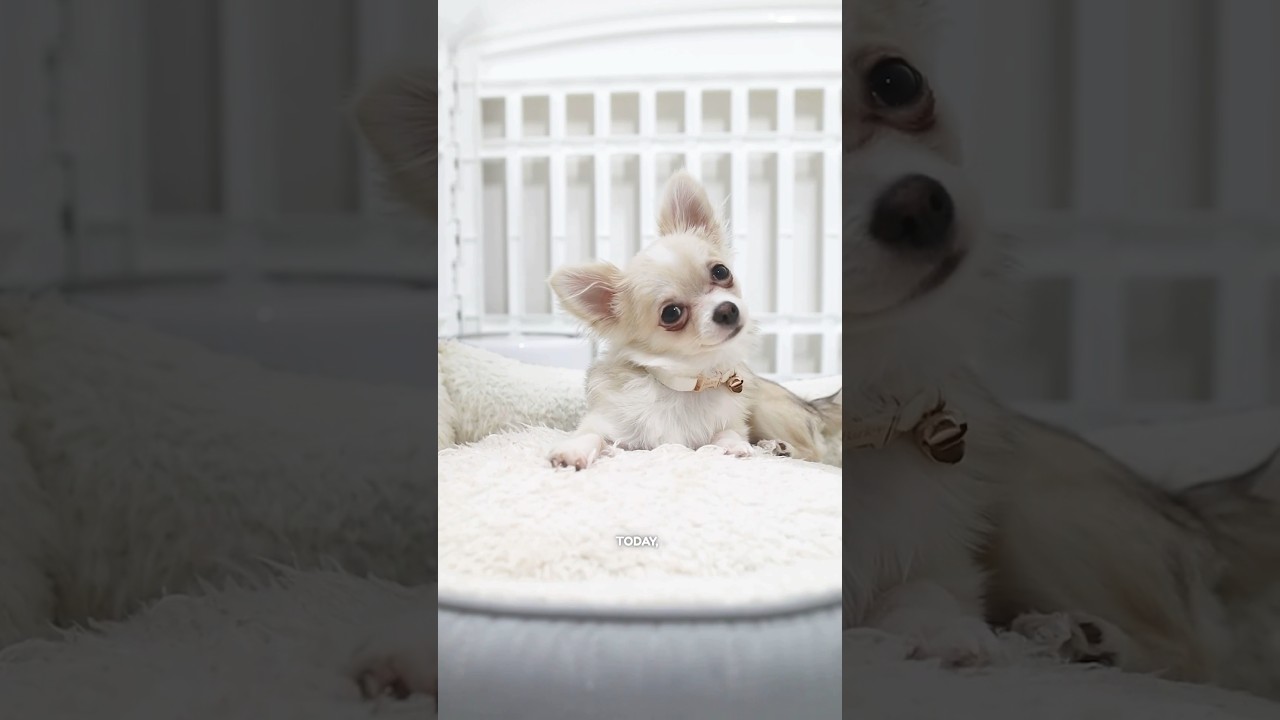 Barley’s new playpen setup! 😍🐾❤️