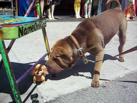 Wrinkle Dog plays with toy dog Venice Beach California DEC 2008