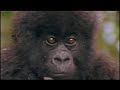 National Geographic Virunga The Heart Of Africa 1996 VHS
