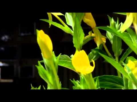 ミズーリ月見草 植物