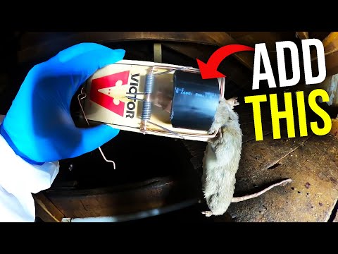 EASY RAT TRAP HACKS THAT WORK!! Catch MORE rats FASTER...