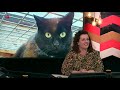 Garfield, Eva en Sara zoeken een baasje