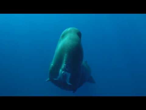 A Very Communicative Sperm Whale!