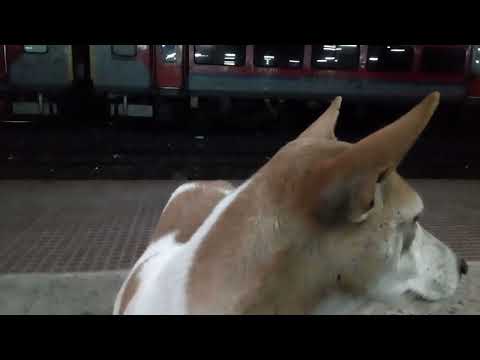 Stray dogs of Bauria station, #dog friends