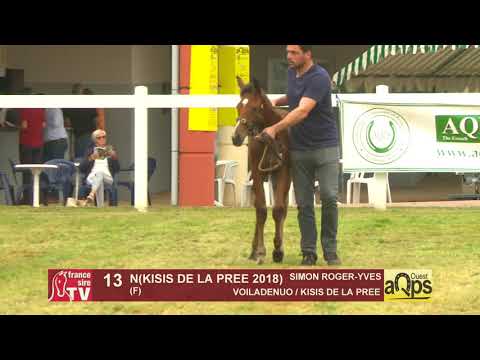 Show AQPS Ouest 2018 : Lot 13 - N(KISIS DE LA PREE 2018)