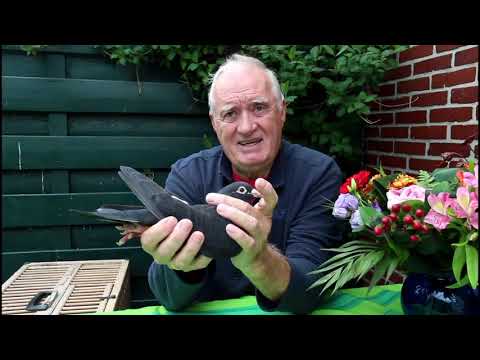 JEF VAN WANROY FROM LOFT JAAP VAN ALPHEN HOLLAND