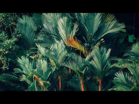 B Young x Dancehall Type Beat free 2020 , B Young Type Beat 2020, Dancehall Type Beat ''Wild Girl''