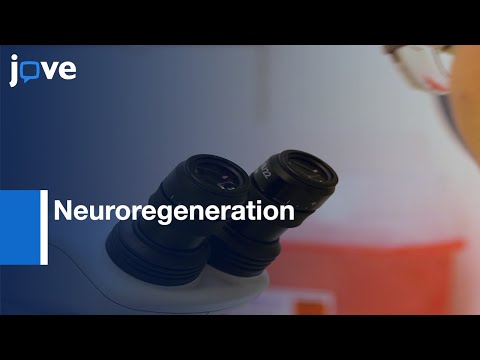 Neuroregeneration in the Peripheral and Central Nervous System Study | Protocol Preview