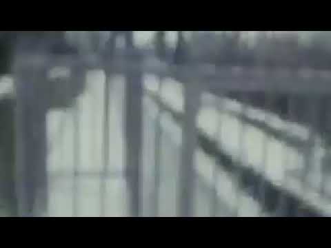 Miss Shiva – Dreams (1999)