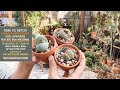 Lithops Soil Upgrade: Repotting big box store Mesembs