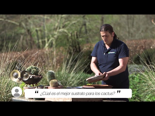 Vídeo relacionado con Flower - Sustrato para Cactus y Crasas 5 L | Drenaje y Aireación | con Áridos y Piedra Volcánica | con Abono y Magnesio | Favorece la Oxigenación Radicular