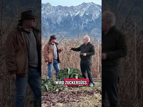 Wintergemüse: Anbau & Lagerung für frische Ernte