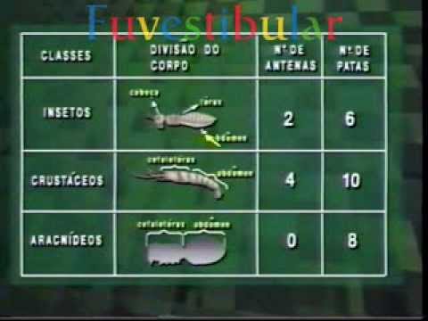 35 Artrópodes - Biologia Vestibulando Digital