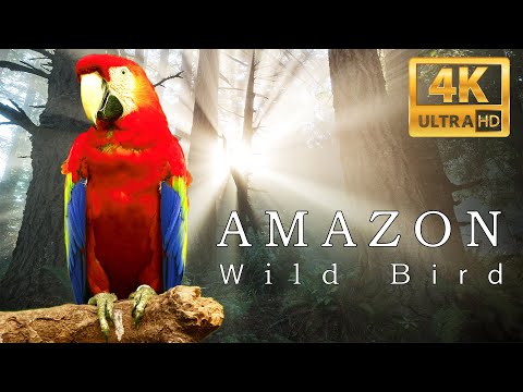 Amazon 4k - The World’s Largest Tropical Rainforest Part 2 | RelaxationMusic with Calming Music