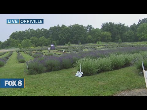 Lavender Trails Orrville Ohio