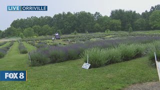 New Day Cleveland: Lavender Trails