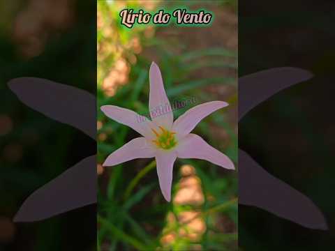 Veja neste vídeo o lindo Lírio do Vento. #pium #tocantins