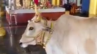 Miracle - Cow Visits Sai Baba in Ambattur Gnana Sa