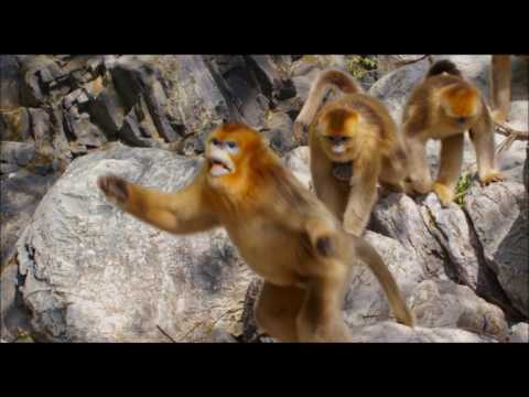 Born in China I Nacidos en China I Disneynature I RAC - We Belong