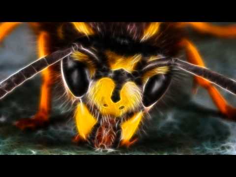 Sukh Knight - Gabba Wasp [HD]