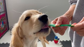 Golden Retriever Puppy Bisuke, he eats Chu ru for the first time!