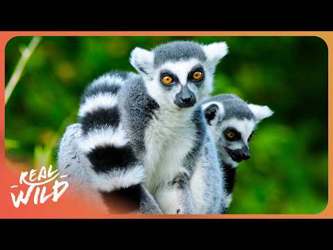 Madagascar: Land of The Lemurs | 4K