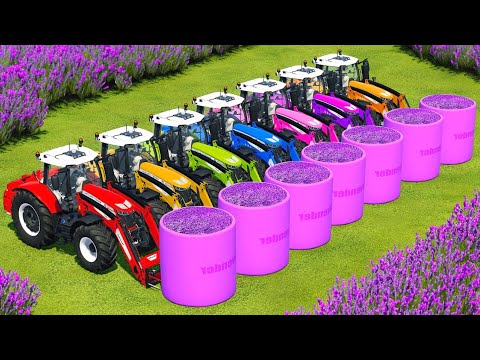 HARVEST, LOAD & MAKE LAVENDER BALES WITH MASSEY FERGUSON TRACTORS & JOHN DEERE HARVESTERS - Farming
