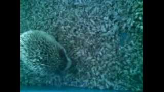 Mikela y su pelota!! (Erizo in action)