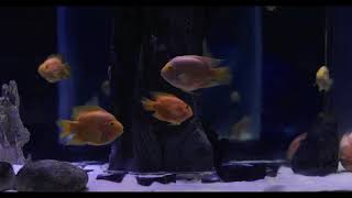 Relaxing Video | Aquarium Fish Background | Relaxation with Water Sound | Ty Screensaver -10 Hours 🐠